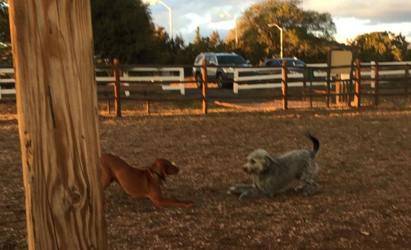 Puppy play pose_Copper and Django