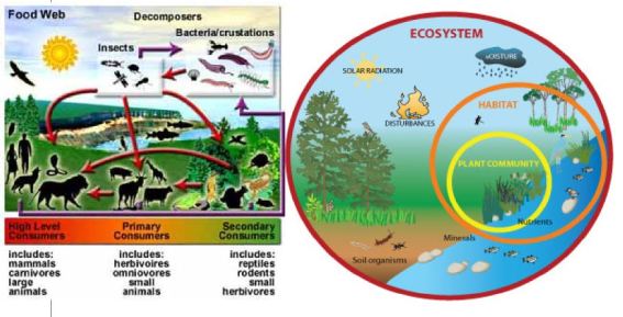 ecological-community-18